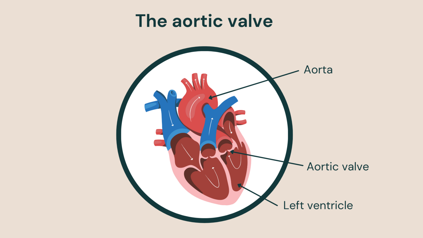 The aortic valve